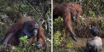 Un photographe saisit le moment où un orang-outan tend la main pour aider un garde forestier à Bornéo