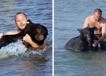 Un homme courageux sauvant de la noyade un ours noir de 200 kilos est peut-être l&rsquo;une des plus belles histoires de sauvetage de tous les temps