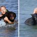 Un homme courageux sauvant de la noyade un ours noir de 200 kilos est peut-être l&rsquo;une des plus belles histoires de sauvetage de tous les temps