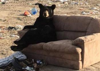 Un ours se détend « comme un humain » sur un canapé que quelqu&rsquo;un avait jeté