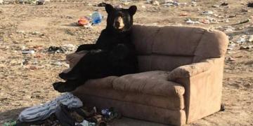 Un ours se détend « comme un humain » sur un canapé que quelqu’un avait jeté