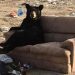 Un ours se détend « comme un humain » sur un canapé que quelqu&rsquo;un avait jeté