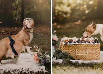 Un Pitbull a sa propre séance photo de maternité et c&rsquo;est adorable