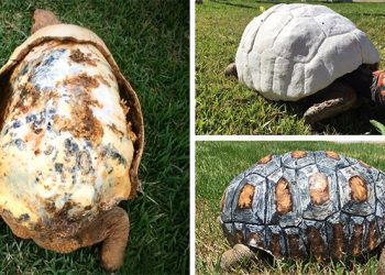 Une tortue blessée qui a perdu sa carapace dans un incendie reçoit la première carapace imprimée en 3D au monde