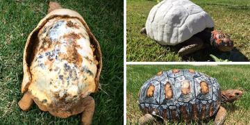 Une tortue blessée qui a perdu sa carapace dans un incendie reçoit la première carapace imprimée en 3D au monde