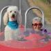 Une femme de 90 ans a refusé la chimio et a commencé à voyager avec son chien à la place