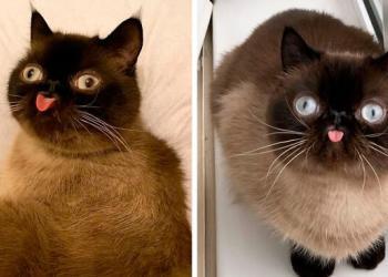 Rencontrez Ikiru, le roi des chats qui tirent la langue, qui prend l&rsquo;Internet d&rsquo;assaut (30 photos)