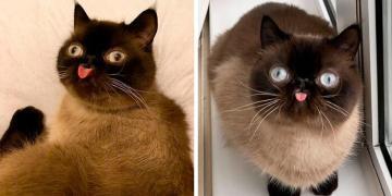 Rencontrez Ikiru, le roi des chats qui tirent la langue, qui prend l’Internet d’assaut (30 photos)