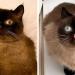 Rencontrez Ikiru, le roi des chats qui tirent la langue, qui prend l&rsquo;Internet d&rsquo;assaut (30 photos)