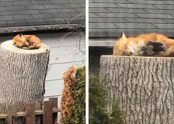 Adorable petit renard pris en train de faire la sieste sur une souche d&rsquo;arbre