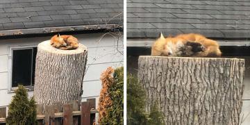 Adorable petit renard pris en train de faire la sieste sur une souche d’arbre
