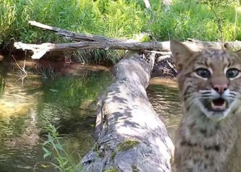 La variété des animaux qui ont traversé cette bûche en un an est tout simplement incroyable (vidéo)