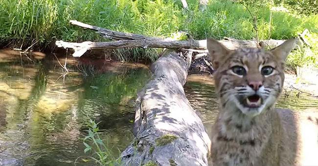 La variété des animaux qui ont traversé cette bûche en un an est tout simplement incroyable (vidéo)