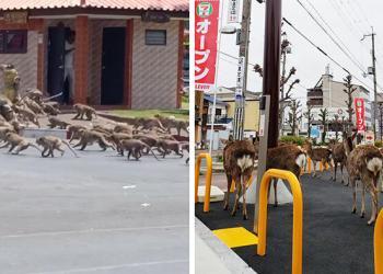 Les animaux envahissent les villes alors que les gens se mettent en quarantaine chez eux