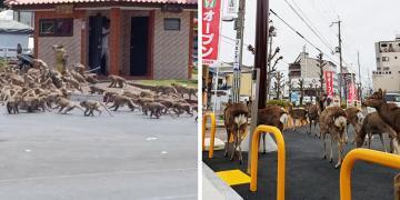 Les animaux envahissent les villes alors que les gens se mettent en quarantaine chez eux