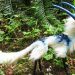 10 animaux vraiment uniques dont il est difficile de croire qu&rsquo;ils existent réellement