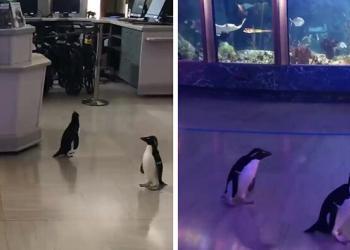Après sa fermeture, cet aquarium laisse ses pingouins partir en « excursion ».