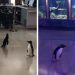 Après sa fermeture, cet aquarium laisse ses pingouins partir en « excursion ».