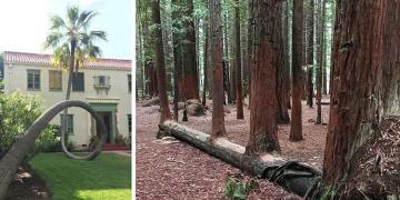 34 arbres redoutables qui refusent de mourir, peu importe la difficulté du combat