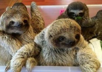 Vous n&rsquo;avez pas vécu tant que vous n&rsquo;avez pas entendu des bébés paresseux avoir une conversation