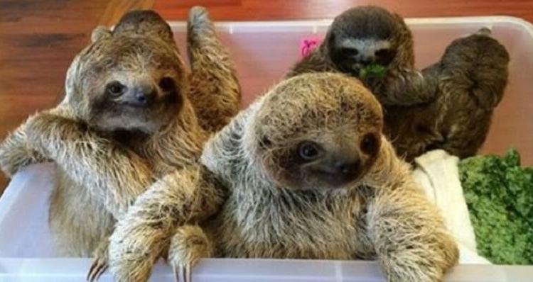 Vous n&rsquo;avez pas vécu tant que vous n&rsquo;avez pas entendu des bébés paresseux avoir une conversation
