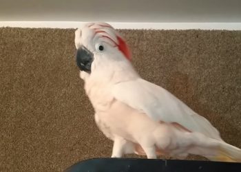 Un cacatoès en colère commence à insulter son père après qu&rsquo;il lui ait demandé d&rsquo;aller dans sa cage