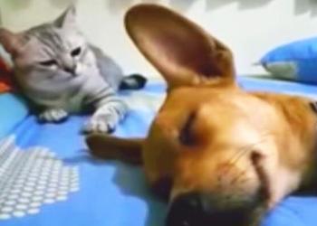 Un chien pète pendant son sommeil, mais le chat qui se repose derrière lui ne peut pas l&rsquo;ignorer (vidéo)