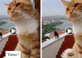 Cette vidéo d&rsquo;un chat et d&rsquo;un corbeau qui discutent est à mourir de rire