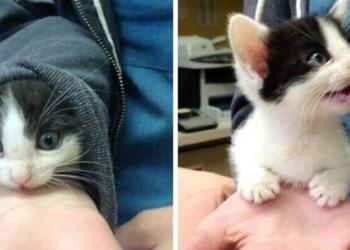 Il s&rsquo;avère que les chats créent des liens avec leurs propriétaires de la même manière que les enfants créent des liens avec leurs parents