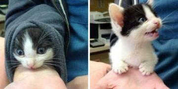 Il s’avère que les chats créent des liens avec leurs propriétaires de la même manière que les enfants créent des liens avec leurs parents
