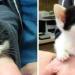 Il s’avère que les chats créent des liens avec leurs propriétaires de la même manière que les enfants créent des liens avec leurs parents