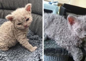 Apparemment, les « chats caniches » existent et ils sont adorables