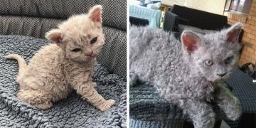 Apparemment, les « chats caniches » existent et ils sont adorables