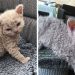 Apparemment, les « chats caniches » existent et ils sont adorables