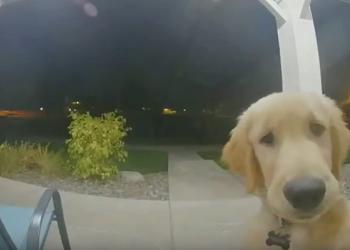 Un chiot s&rsquo;échappe de chez lui, puis frappe à la porte pour rentrer à l&rsquo;intérieur