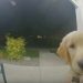 Un chiot s&rsquo;échappe de chez lui, puis frappe à la porte pour rentrer à l&rsquo;intérieur