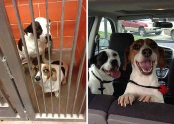 Ces 18 photos avant et après de chiens adoptés vous réchaufferont le cœur