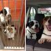 Ces 18 photos avant et après de chiens adoptés vous réchaufferont le cœur