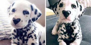 Rencontrez Wiley, le chiot dalmatien au nez en forme de cœur dont Internet est tombé amoureux