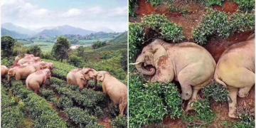 Des éléphants ont erré dans un village, se sont soûlés avec 30 kg de vin de maïs et se sont endormis dans une plantation de thé