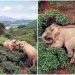 Des éléphants ont erré dans un village, se sont soûlés avec 30 kg de vin de maïs et se sont endormis dans une plantation de thé