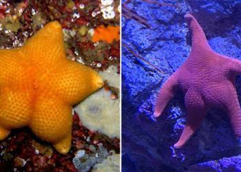 Ces photos de derrières d&rsquo;étoiles de mer feront votre bonheur