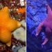 Ces photos de derrières d&rsquo;étoiles de mer feront votre bonheur