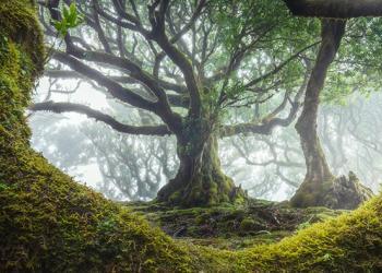 Photos enchanteresses de l&rsquo;ancienne forêt de Fanal à Madère où abondent des arbres vieux de 500 ans