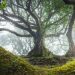 Photos enchanteresses de l&rsquo;ancienne forêt de Fanal à Madère où abondent des arbres vieux de 500 ans