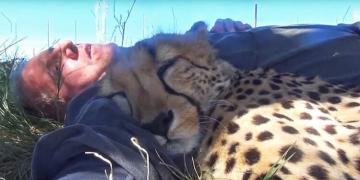 Un guépard voit un photographe qui fait la sieste sous un arbre et décide de se joindre à lui (vidéo)