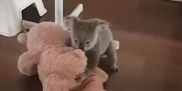 Ce bébé Koala joue avec un ourson en peluche après avoir été secouru ! (vidéo)
