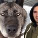 Cet homme vit avec le plus gros loup au monde ! (vidéo)