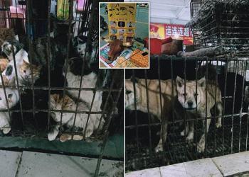 Les marchés chinois vendent toujours des chauves-souris