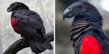 Les « perroquets Dracula » existent et sont probablement les oiseaux les plus gothiques sur Terre